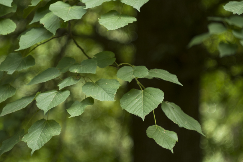 sommer.baum