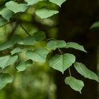 sommer.baum