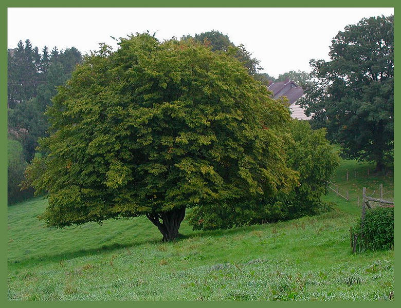 Sommerbaum