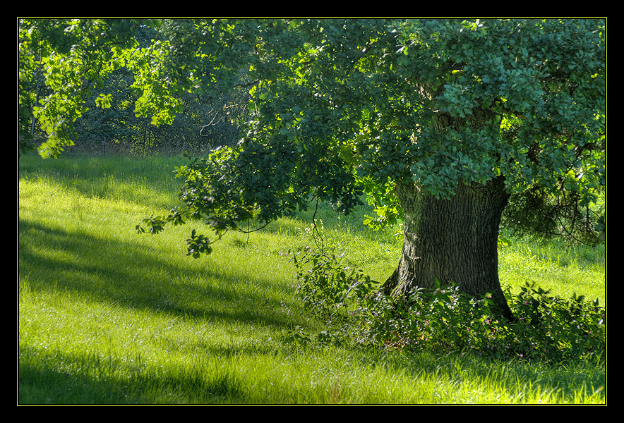 Sommerbaum (Reload)