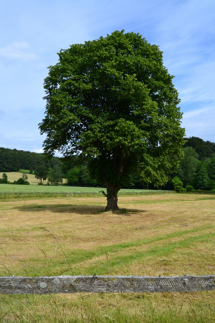 Sommerbaum und Erntezeit