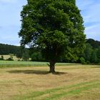 Sommerbaum und Erntezeit