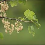 Sommerbeeren