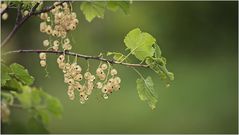 Sommerbeeren