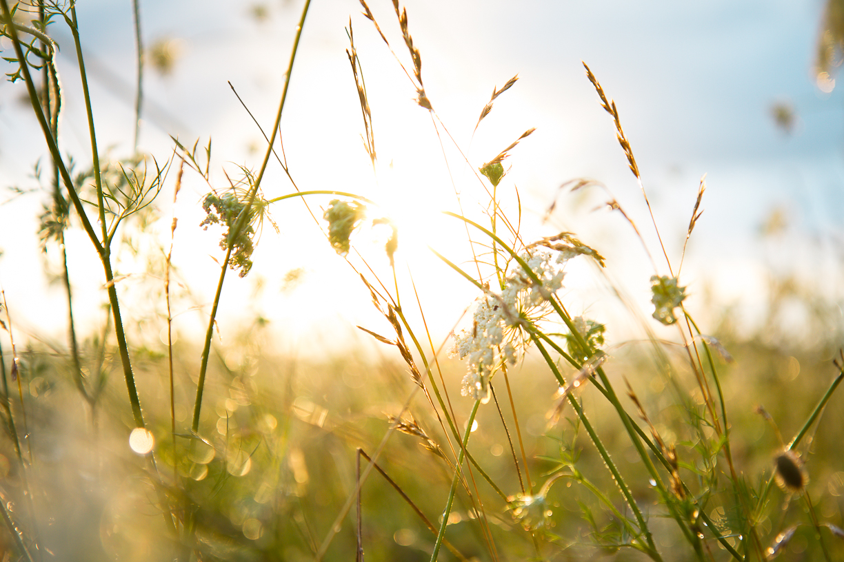 Sommerbegehren