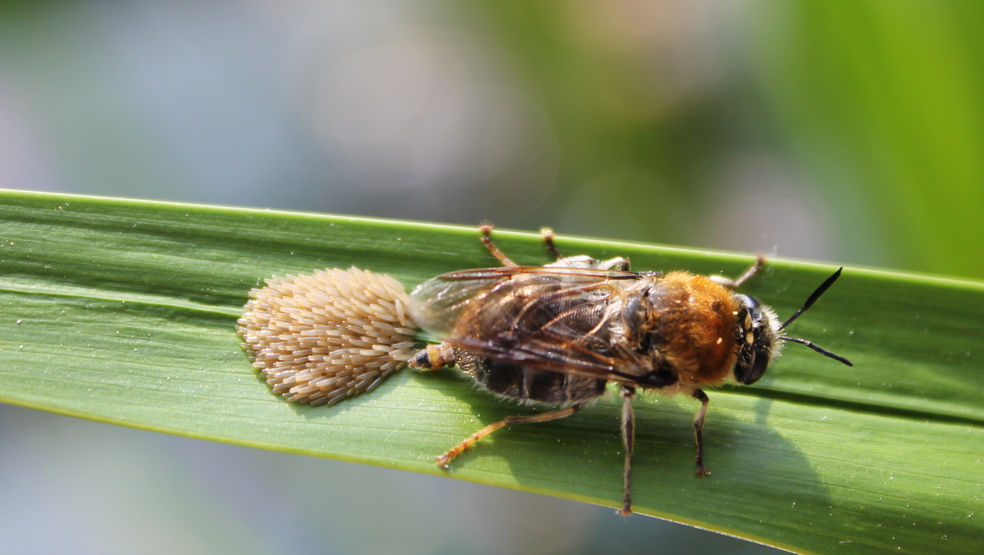 Sommerbeginn im Garten