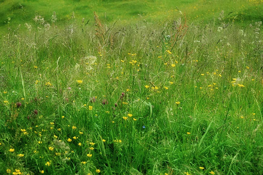 Sommerbergwiese