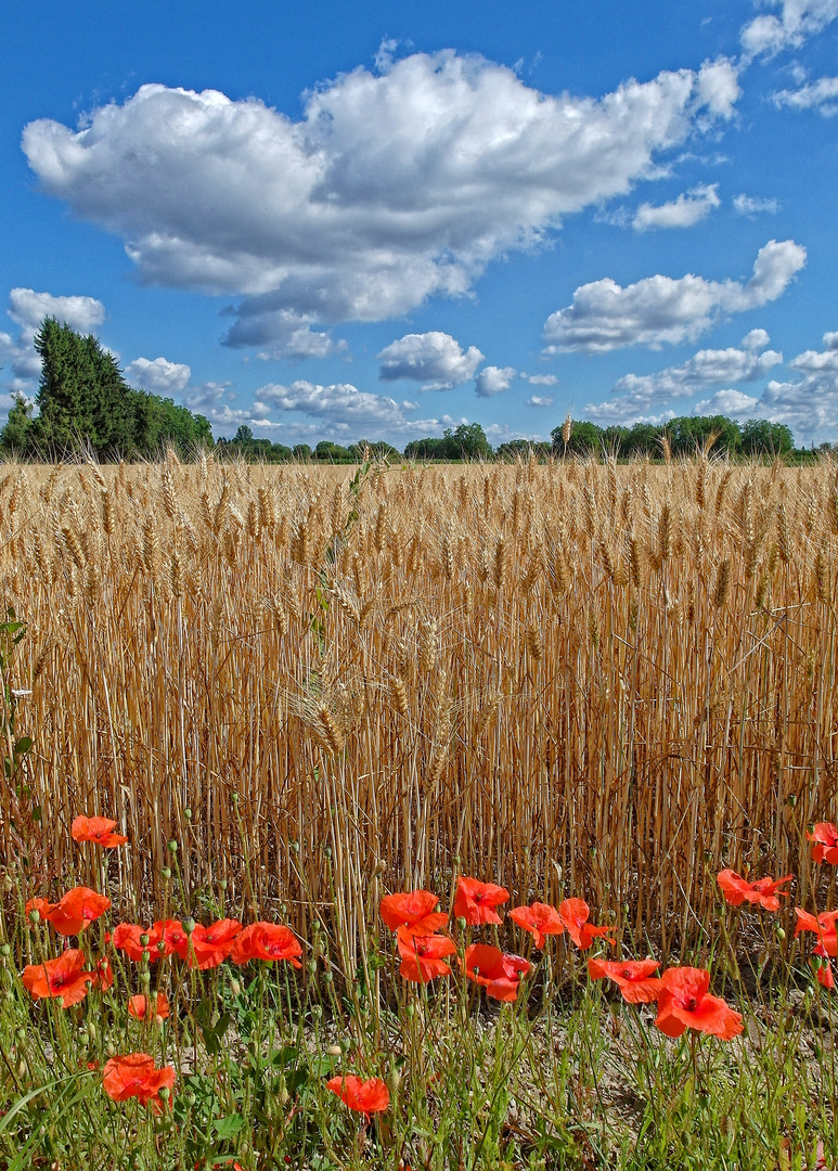 Sommerbild