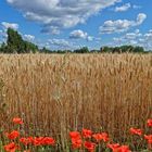 Sommerbild