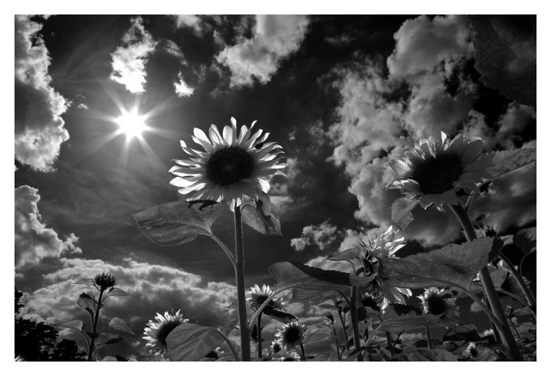 Sommerbild für Farbenblinde