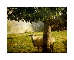 Sommerbild mit Schaf