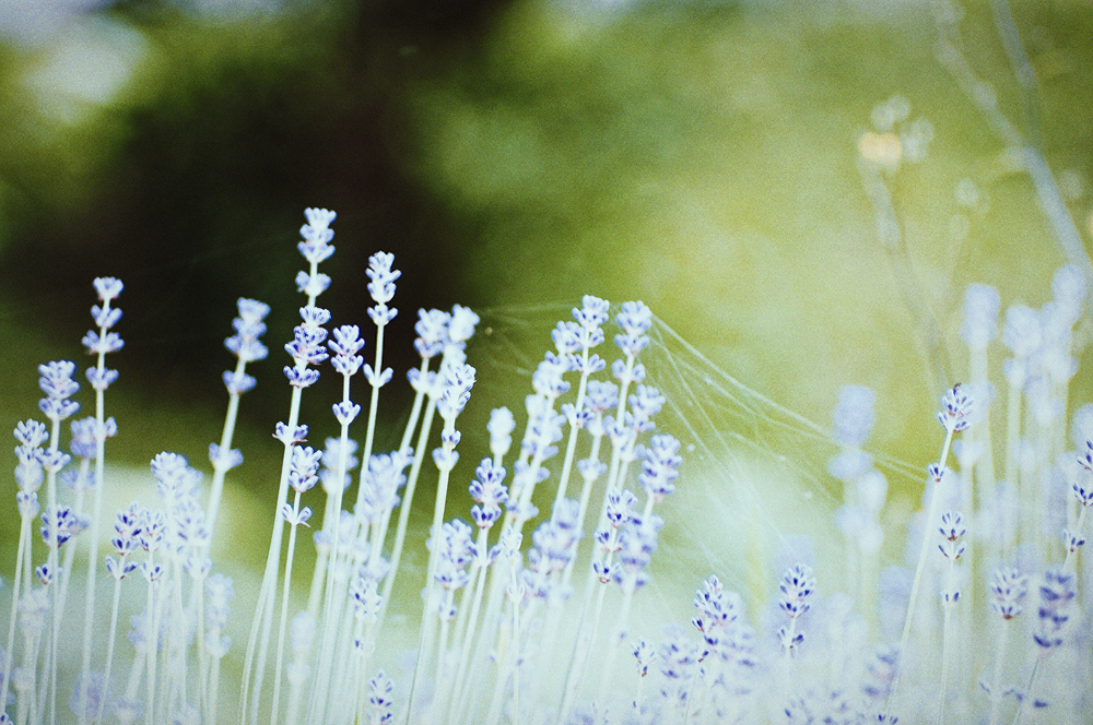 sommerblau ...