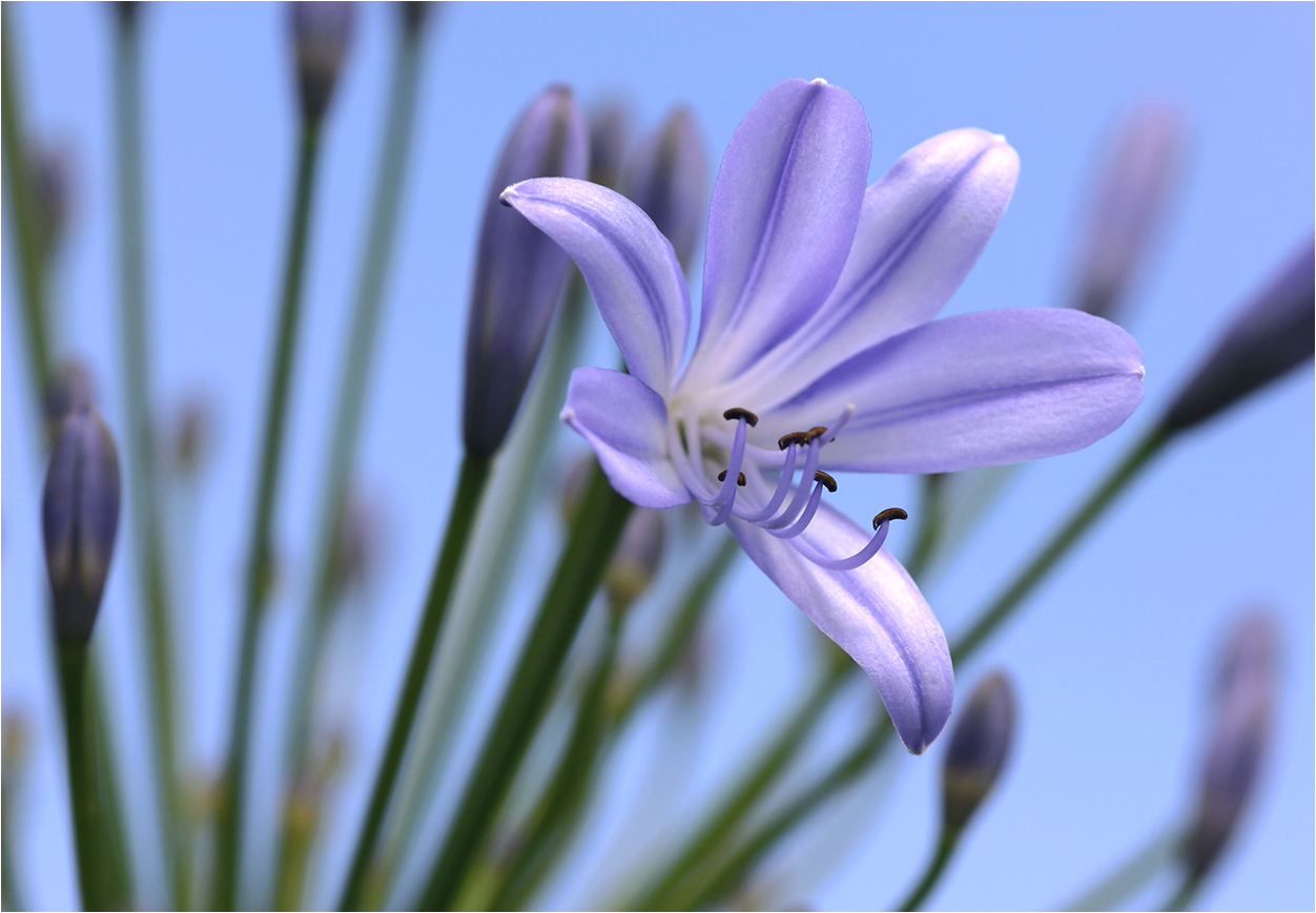 Sommerblau