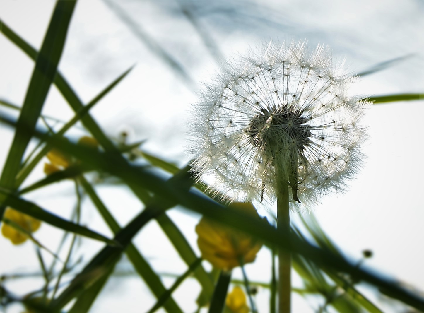 Sommerblau