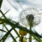 Sommerblau