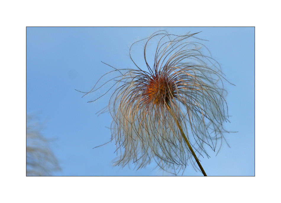 SoMmErBLaUeinTaUcHpinSeL