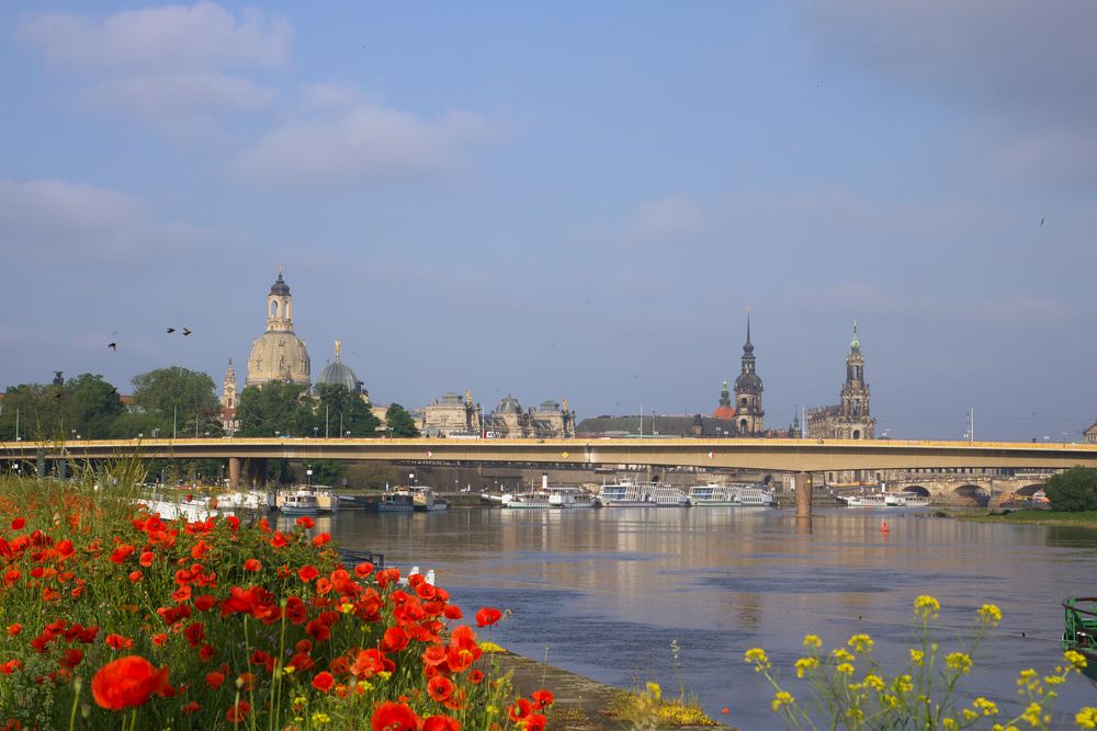 Sommerblick auf Dresden