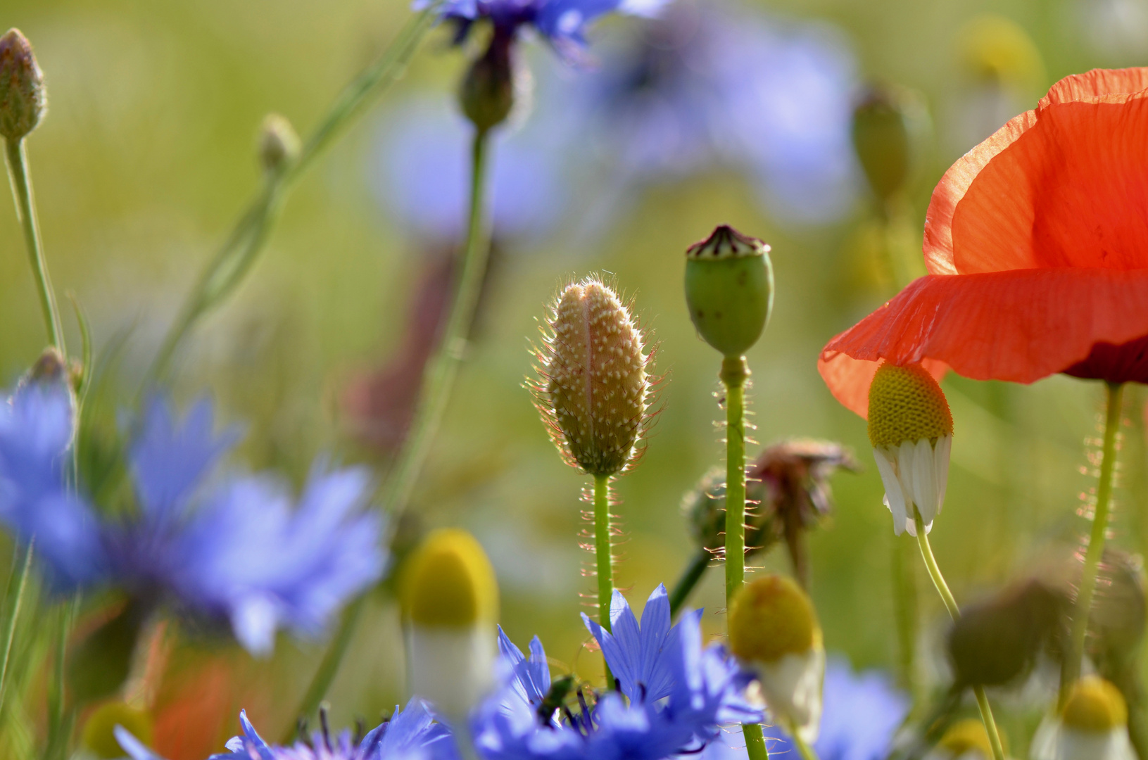 - Sommerblick - 