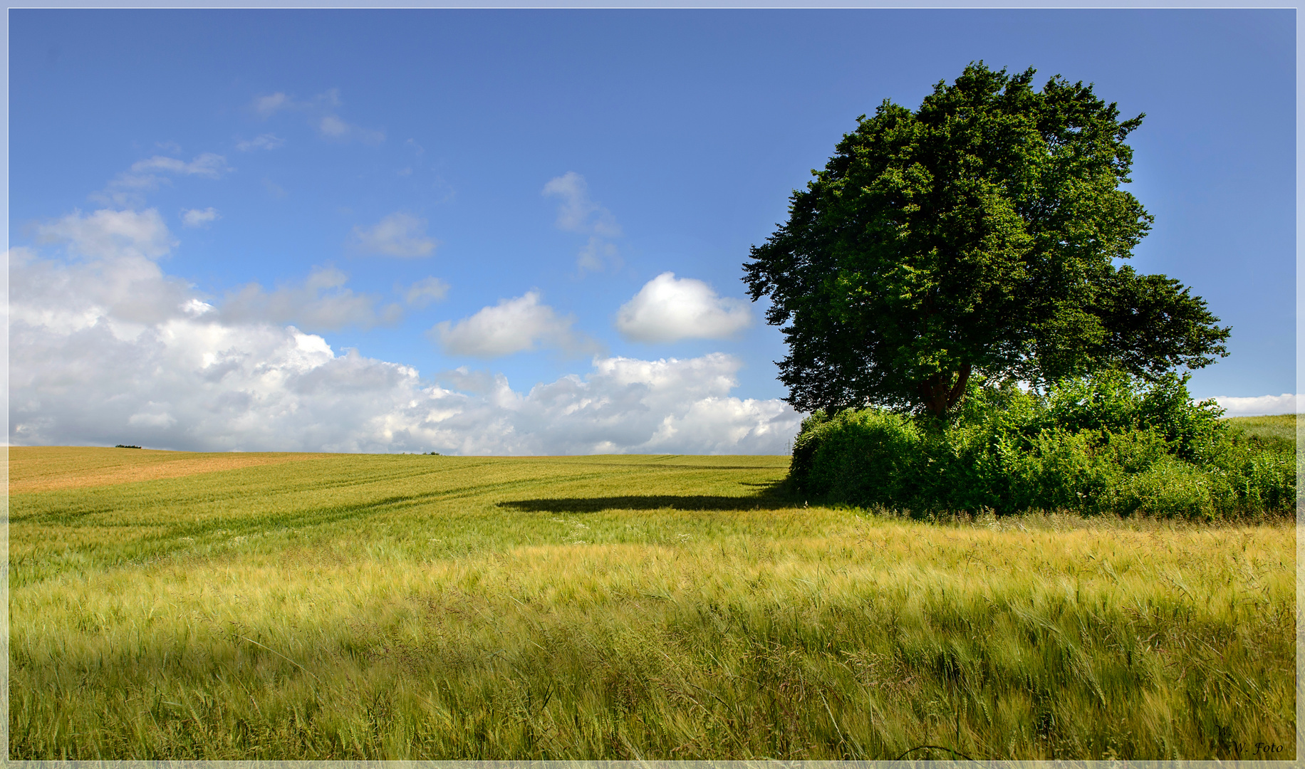 Sommerblick ins Feld