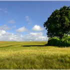 Sommerblick ins Feld