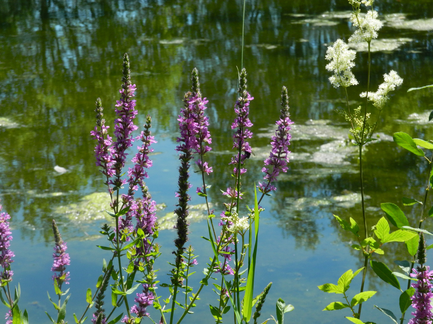 Sommerblühen am Golfplatzteich , , , 