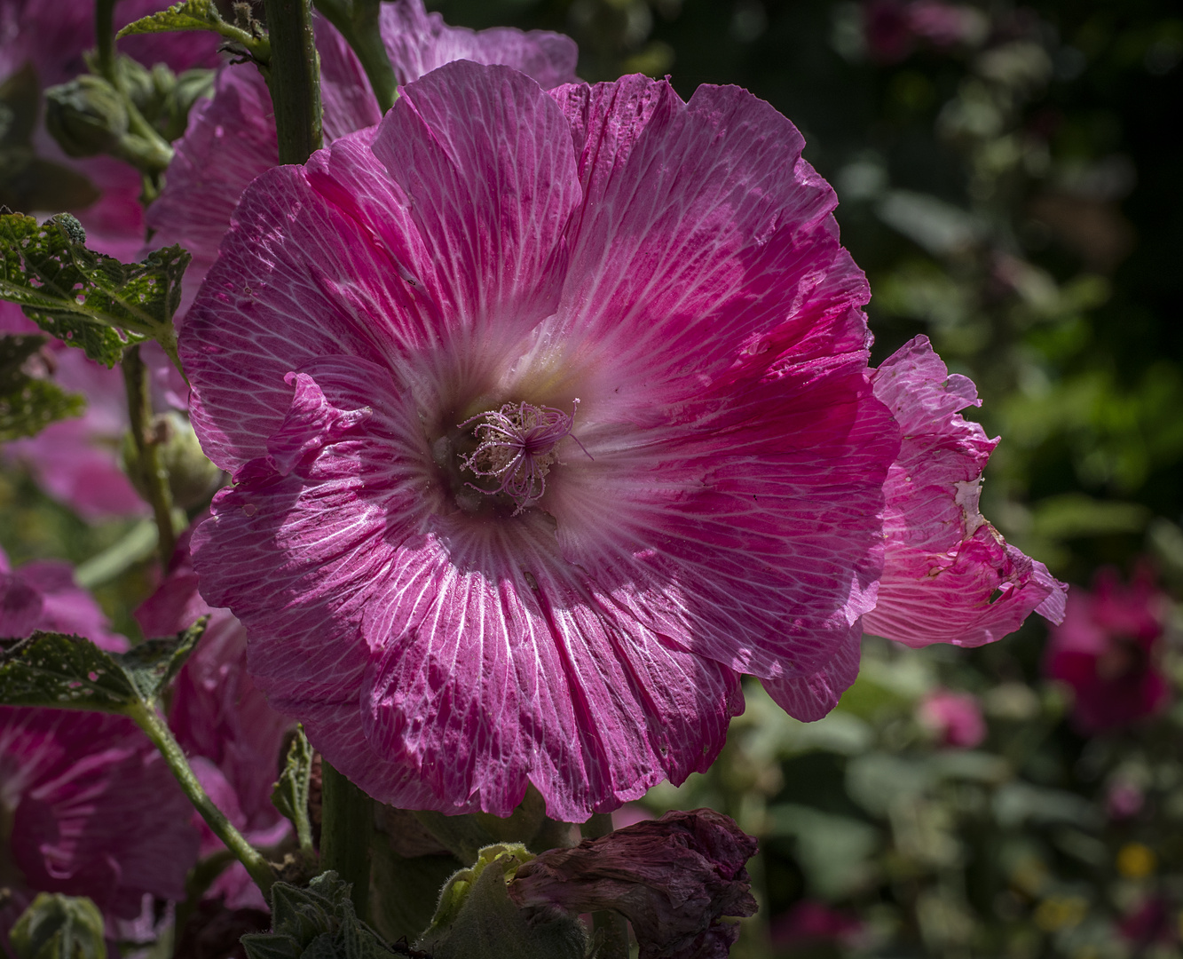 sommerblüher