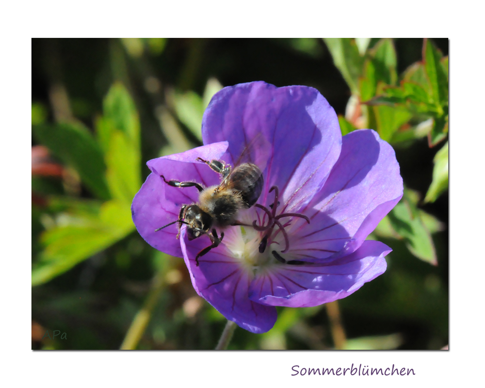 Sommerblümchen...