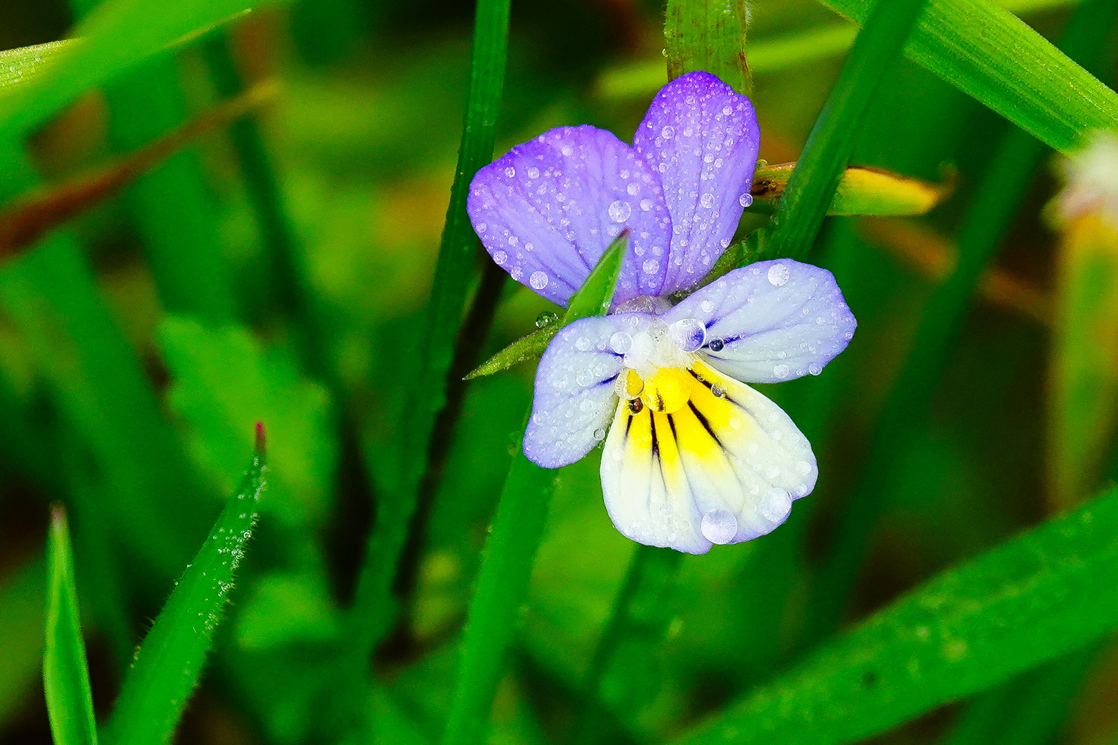 Sommerblümchen 