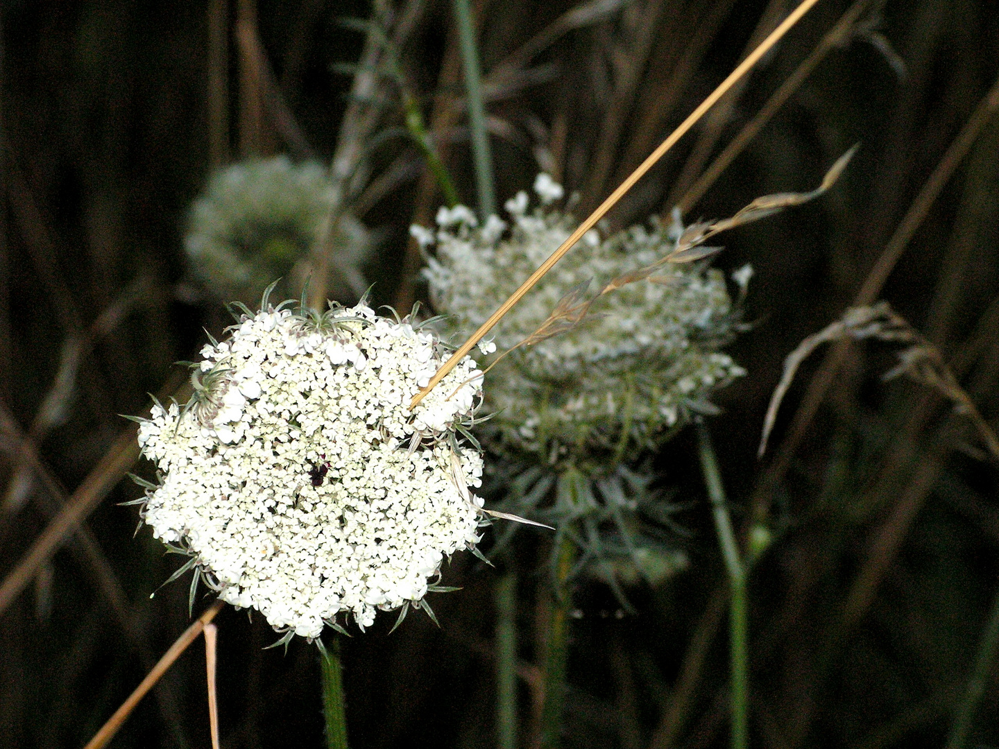 Sommerblümchen