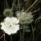 Sommerblümchen