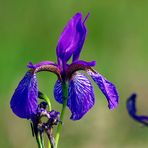 Sommerblümchen