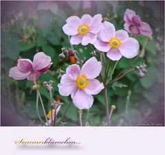 Sommerblümchen...