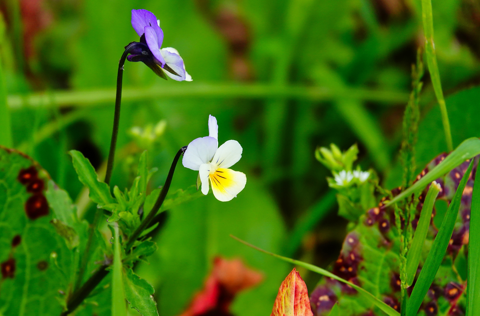 Sommerblümchen 