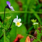 Sommerblümchen 