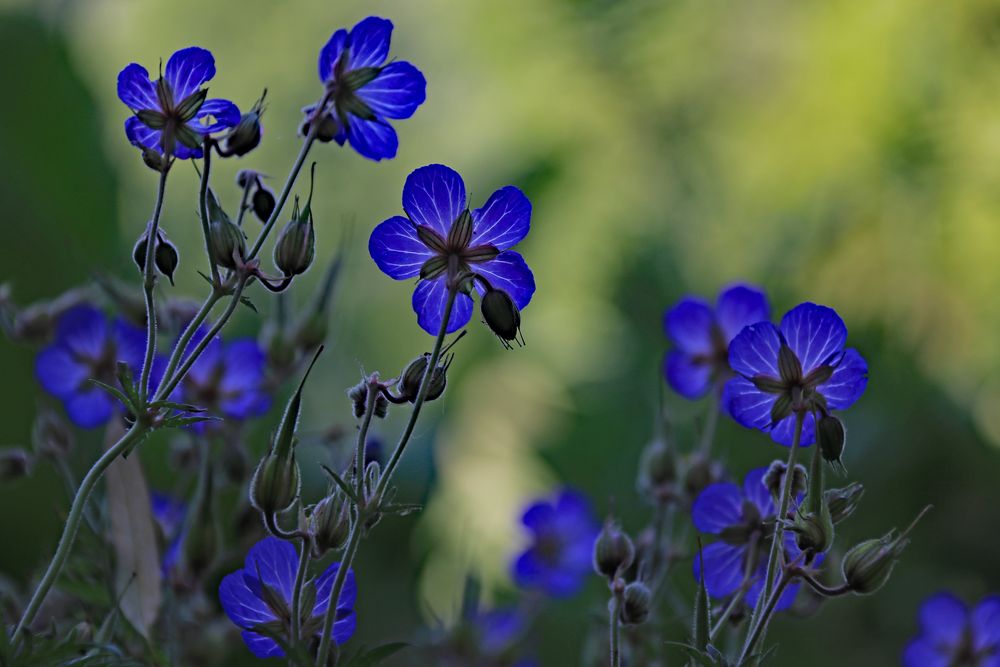 Sommerblümchen