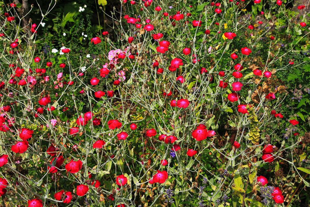 " Sommerblümchen "