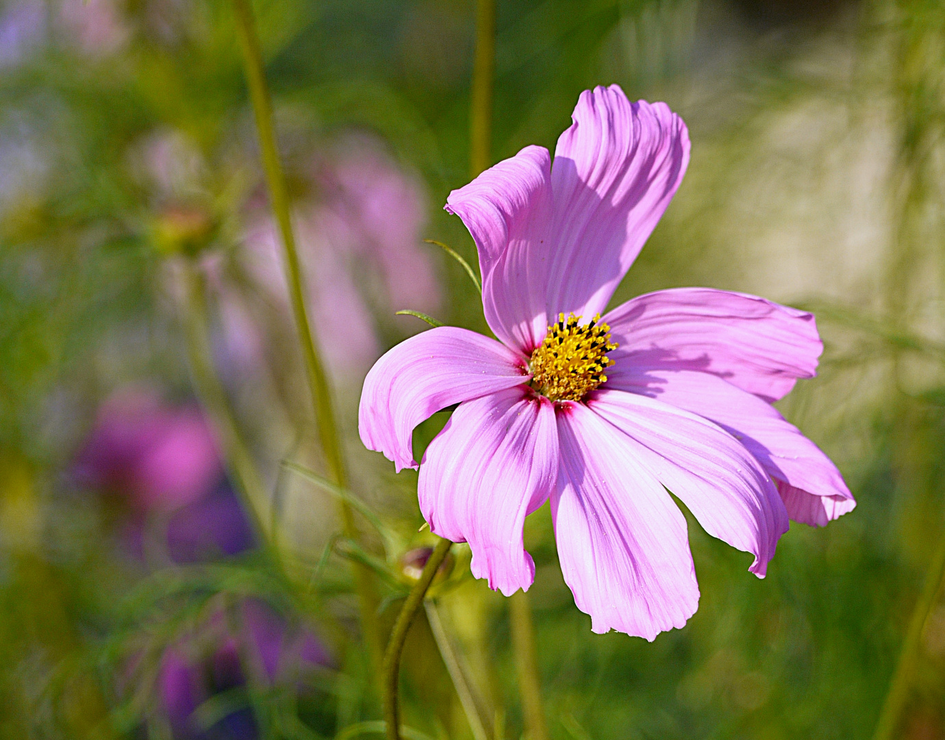 Sommerblümchen