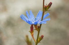 Sommerblümchen