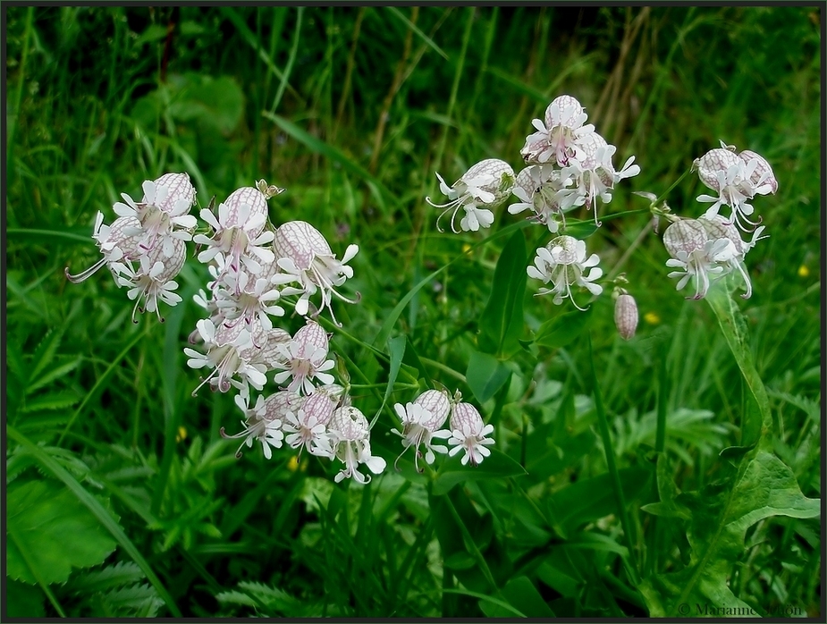 Sommerblümchen