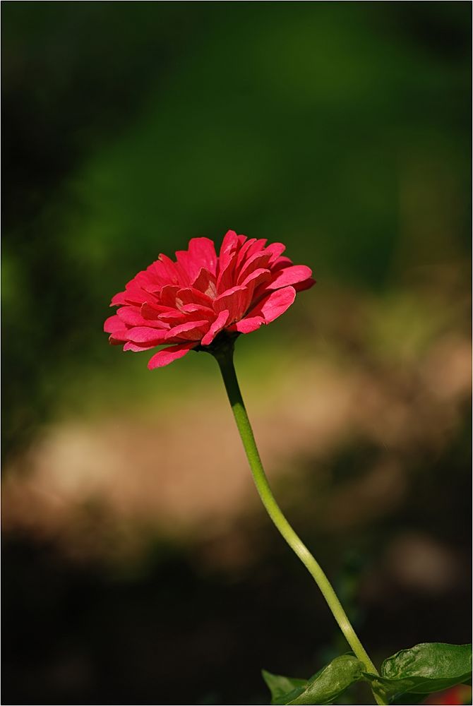 Sommerblümchen