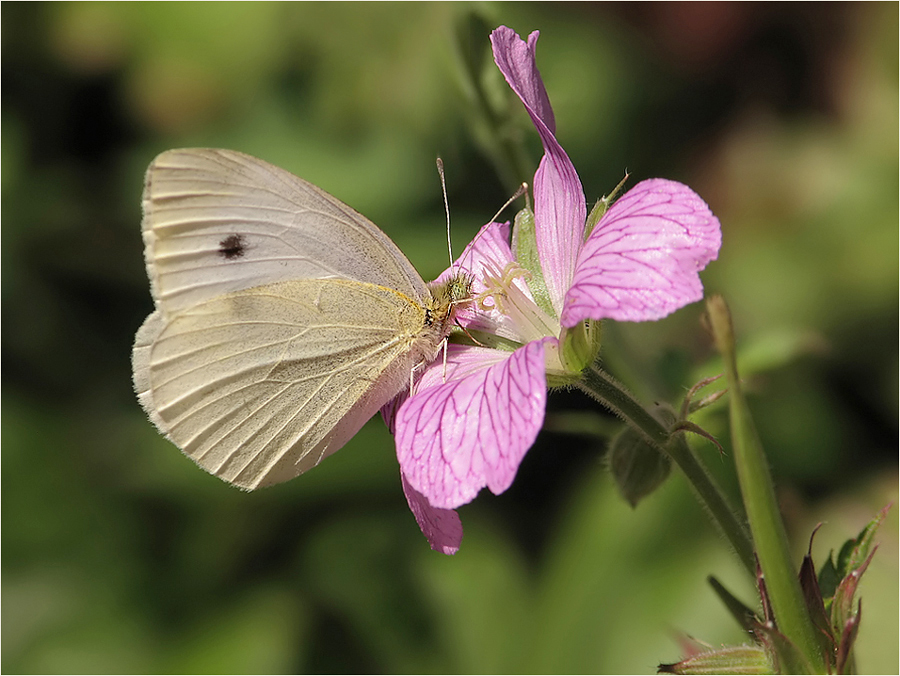 Sommerblümchen