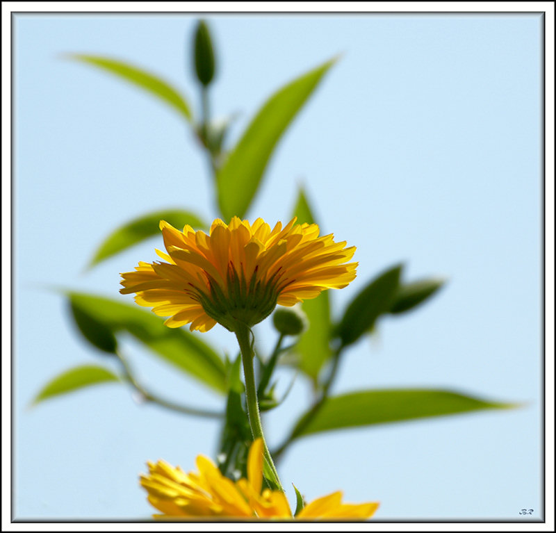 Sommerblümchen