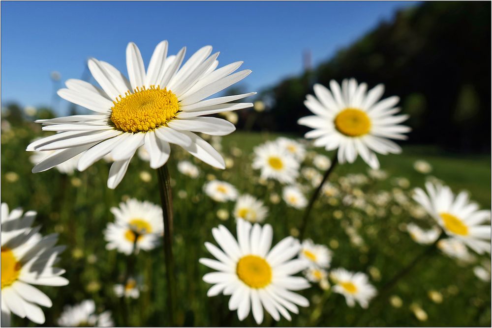 Sommerblümchen...