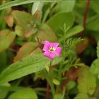 Sommerblümchen