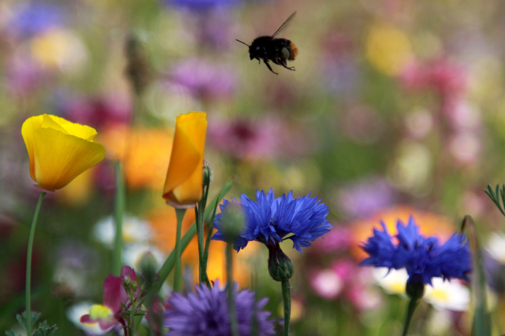 sommer_blümchen