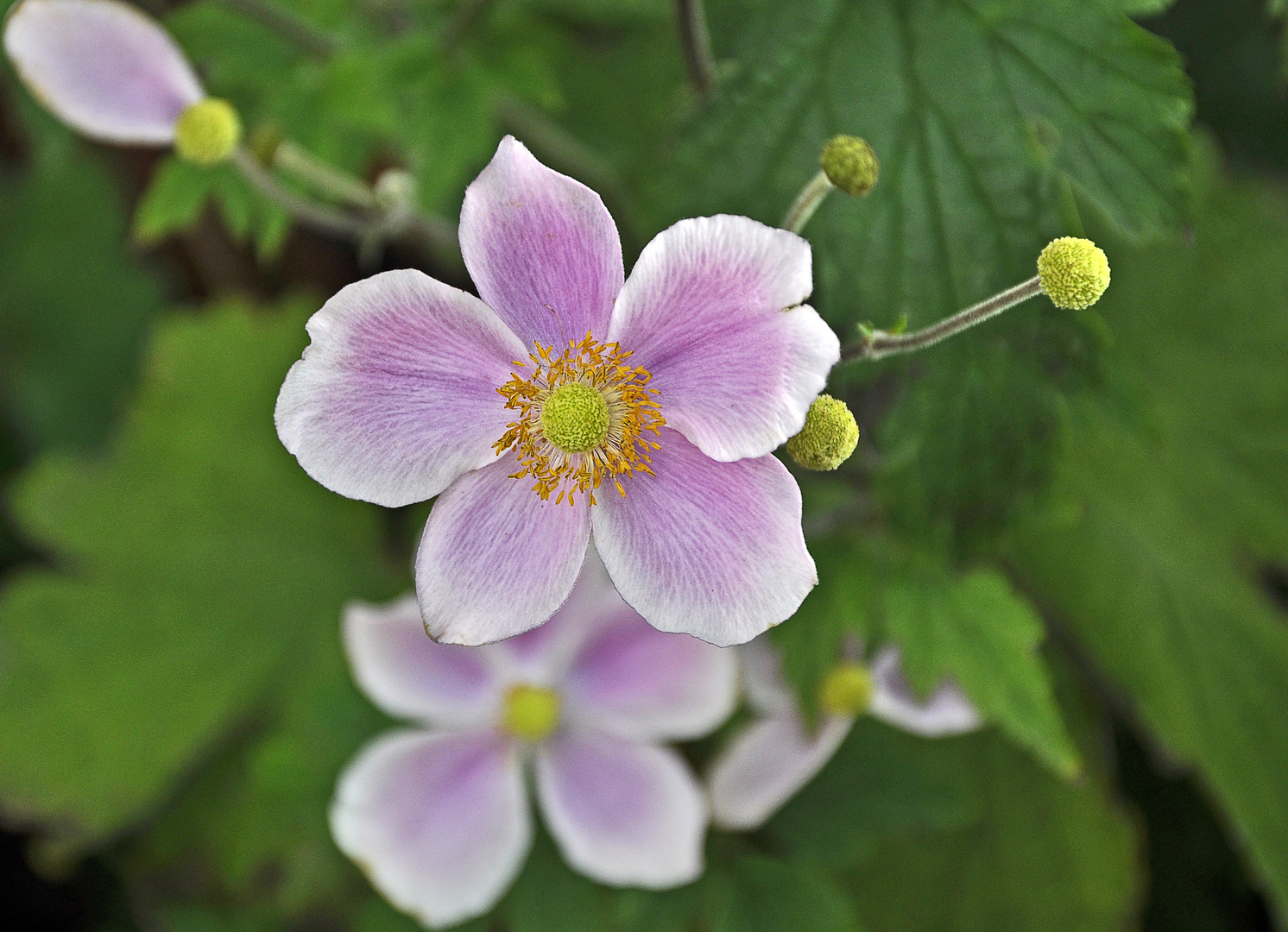 Sommerblümchen