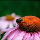 ... Sommerblümchen ...