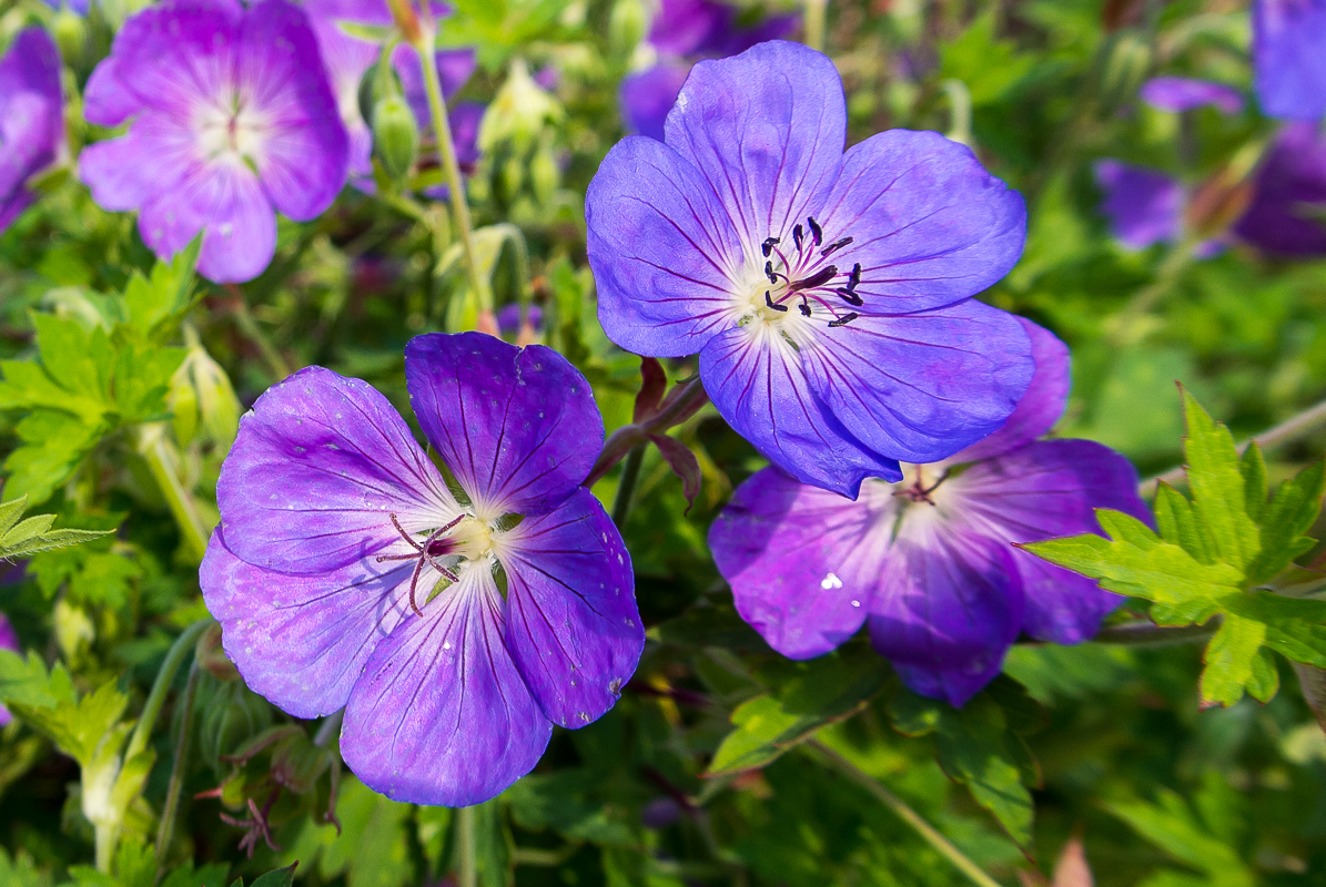 Sommerblümchen