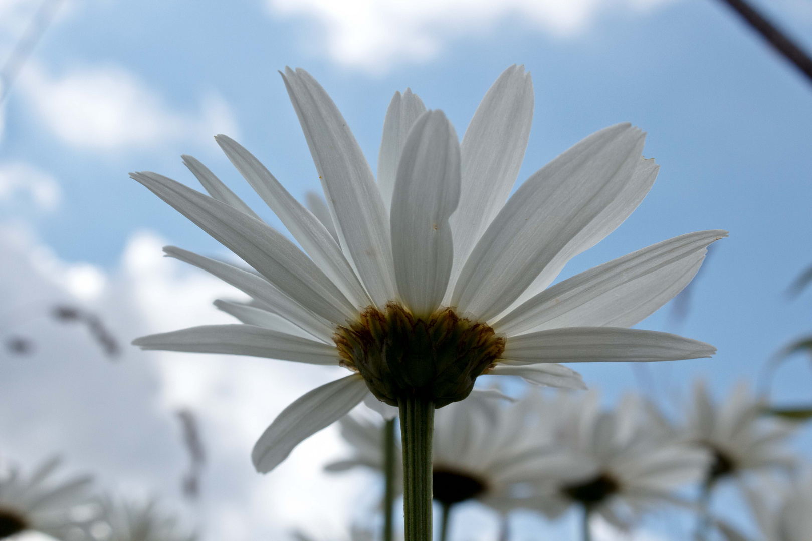 sommerblümel.