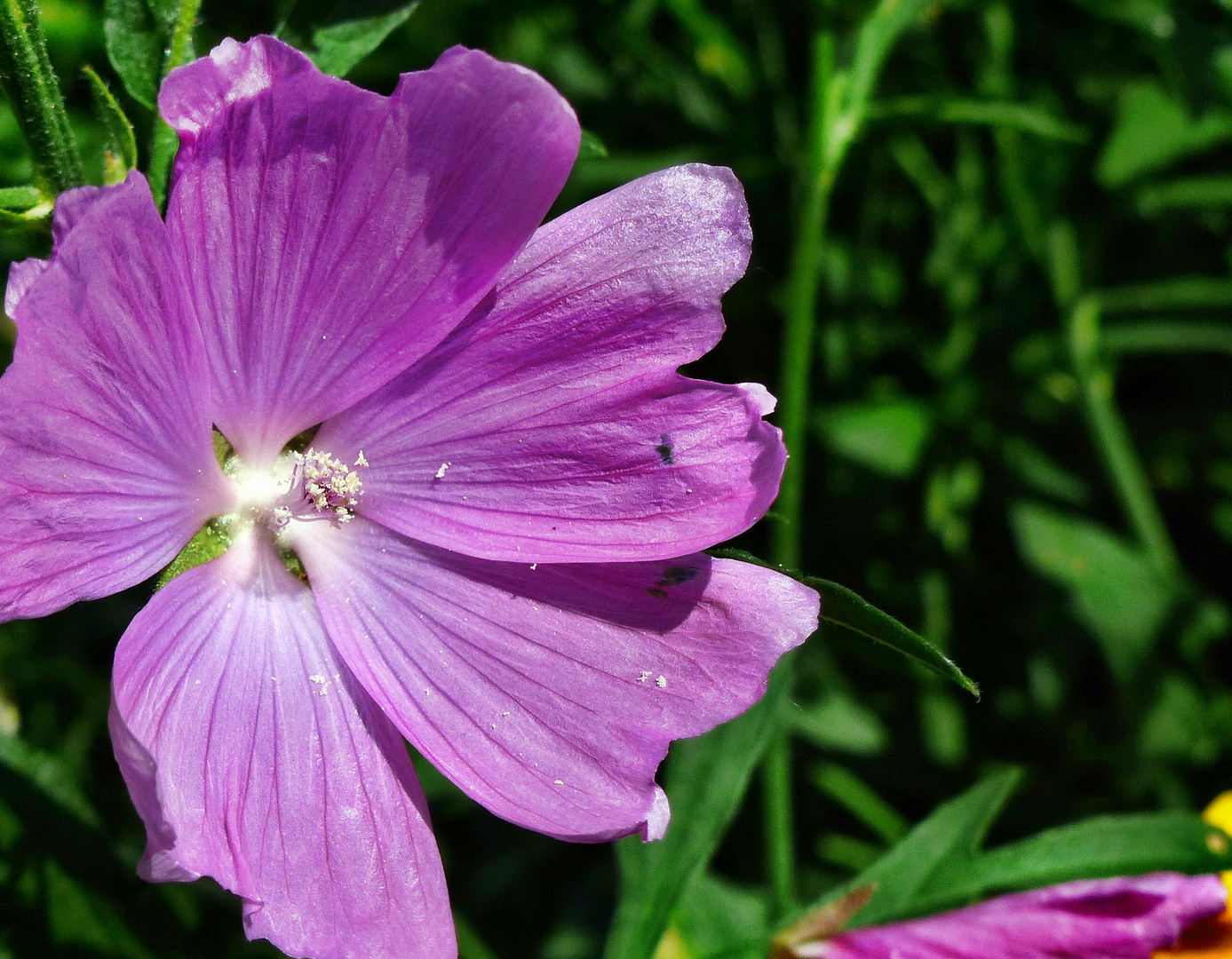 Sommerblüte